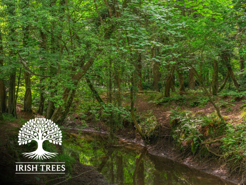 Dunsany Estate image with overlay of Irish Trees logo