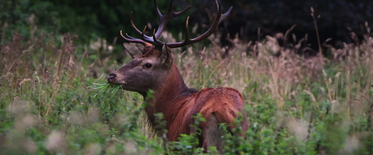 Irish Trees partnership with Spry Finance - a stag in Dunsany Estate